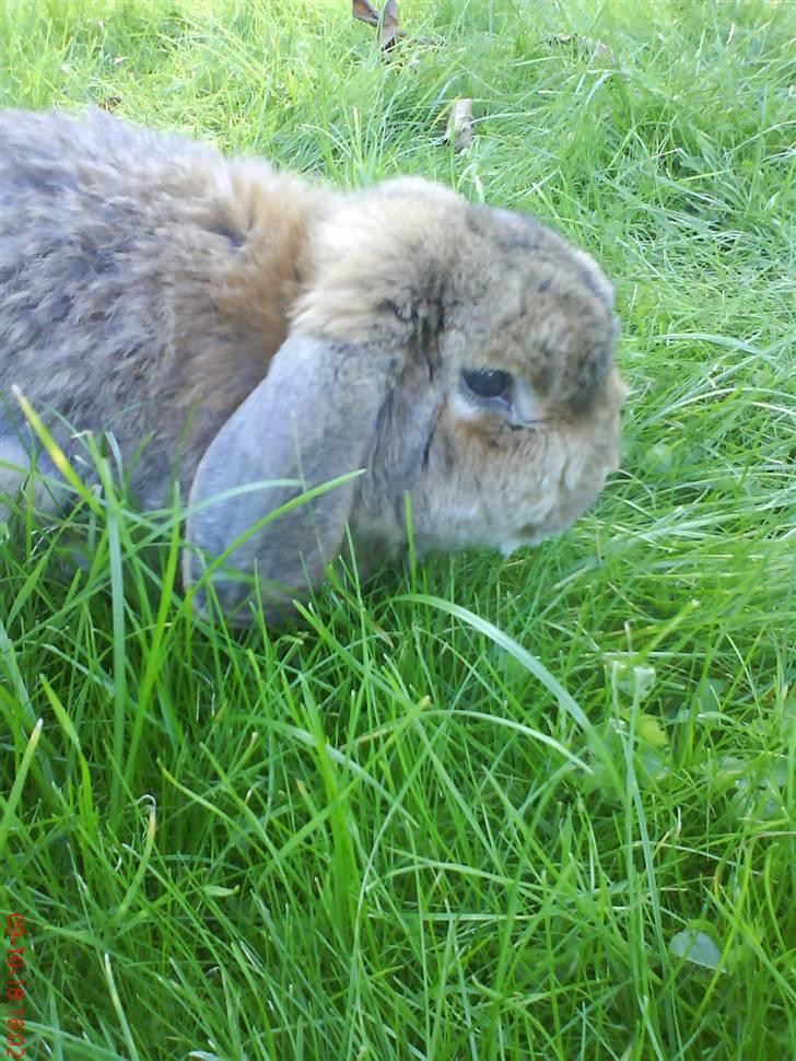 Kanin Holmens Nuogat <3 billede 3