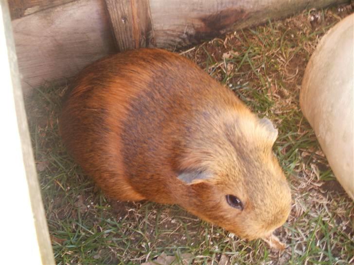 Marsvin fiebbe - tykke  billede 8