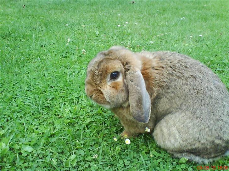 Kanin Holmens Nuogat <3 billede 5