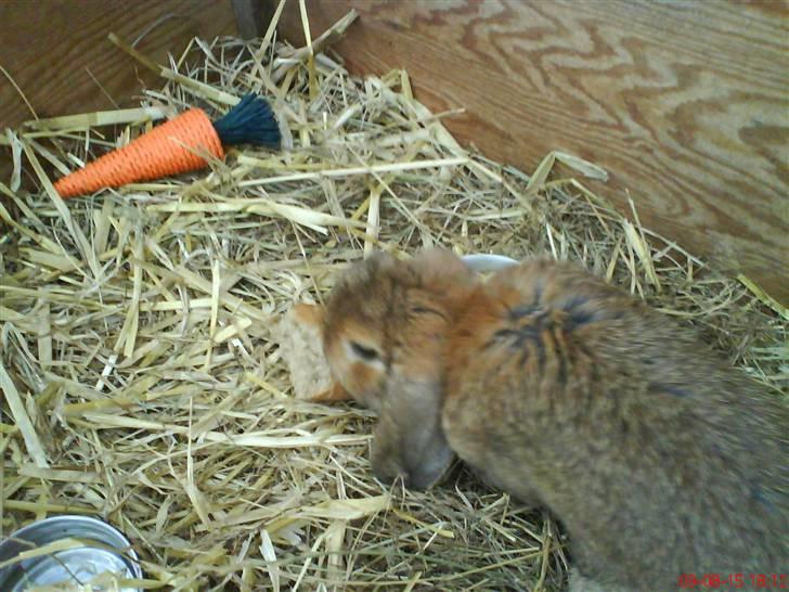 Kanin Holmens Nuogat <3 billede 6