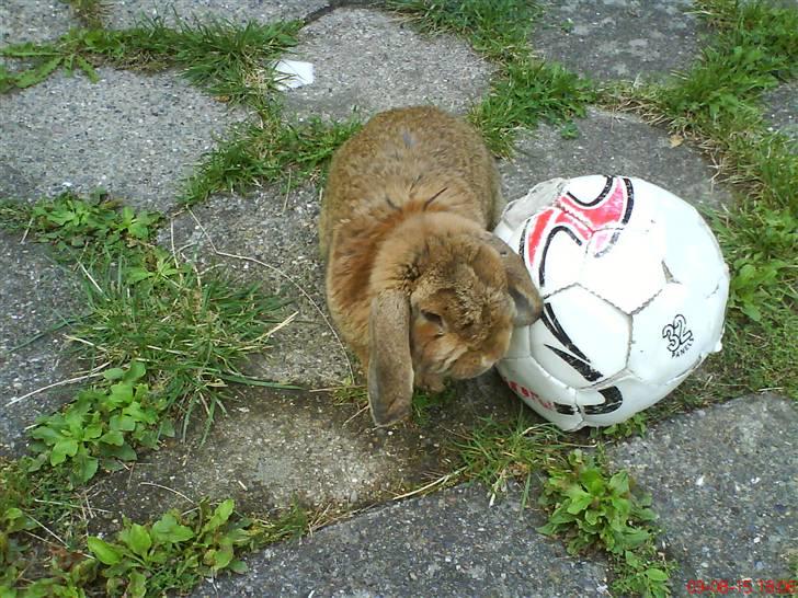 Kanin Holmens Nuogat <3 billede 7