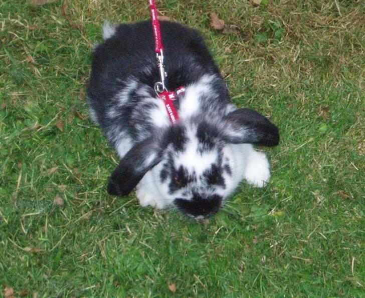 Kanin Plet <3 billede 4