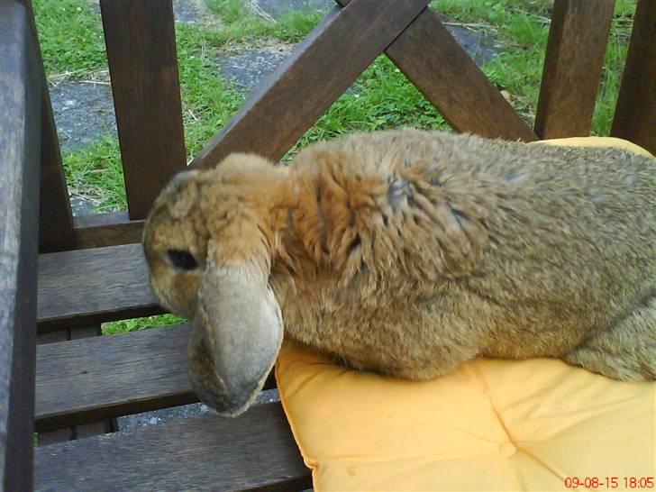 Kanin Holmens Nuogat <3 billede 8