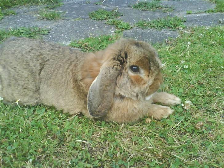 Kanin Holmens Nuogat <3 billede 9