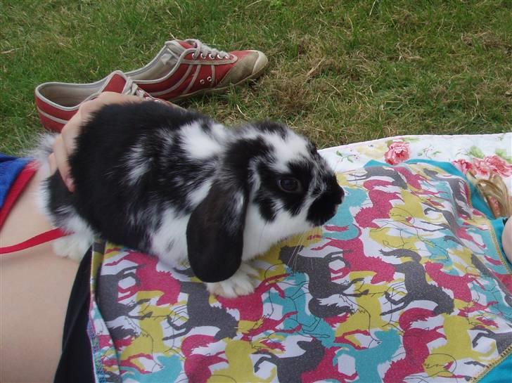 Kanin Plet <3 billede 5