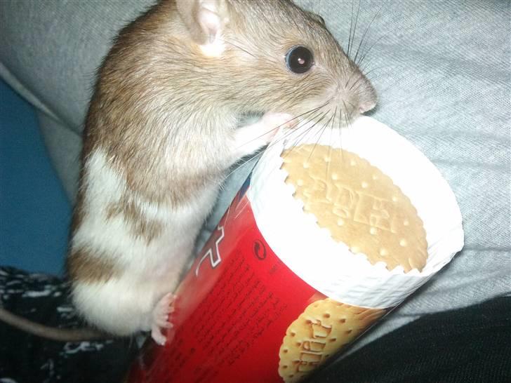 Tamrotte Puff *R.I.P* - uhh de lugter godt dem her :) billede 1