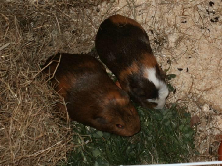 Marsvin fiebbe - fiebbe og mille spiser græs billede 9