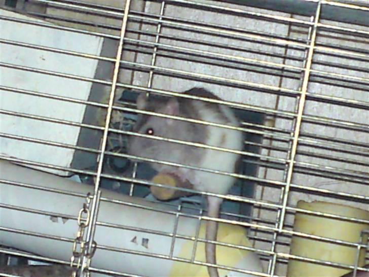 Tamrotte Puff *R.I.P* billede 2