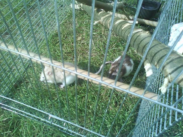 Tamrotte Puff *R.I.P* billede 3