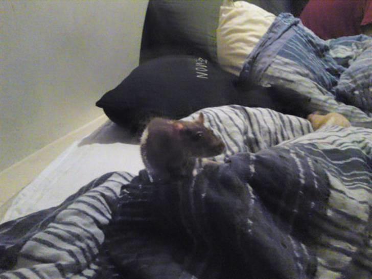 Tamrotte Puff *R.I.P* billede 4