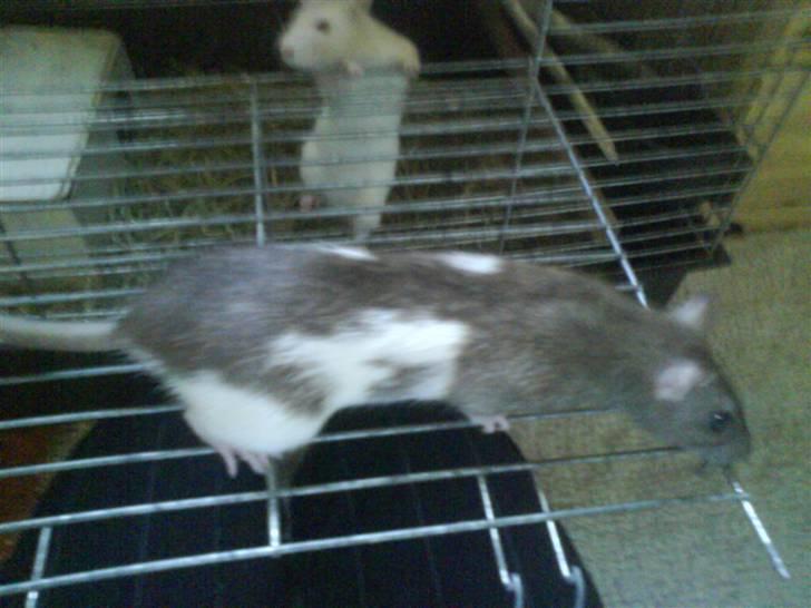 Tamrotte Puff *R.I.P* billede 5