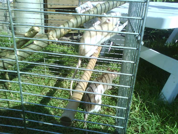 Tamrotte Puff *R.I.P* billede 6