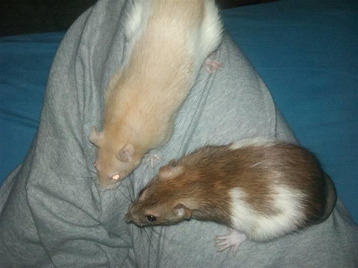 Tamrotte Puff *R.I.P* billede 7