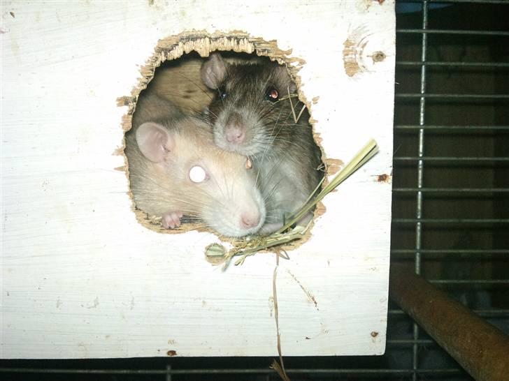 Tamrotte Puff *R.I.P* - vi hygger :) billede 8