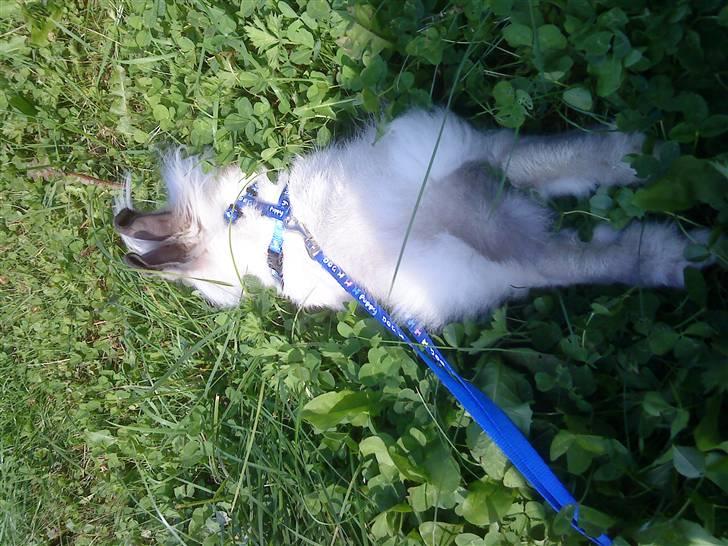 Kanin Kiwih - Kiwih vil lige sole sig. billede 5