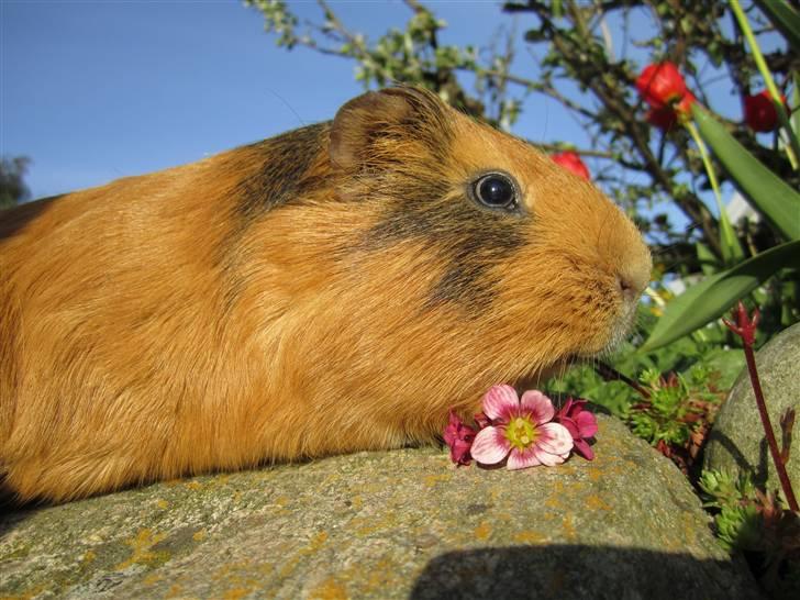 Marsvin Nuser RIP [Himmelgnaver] - hygge i mors blomsterbed :D så behøver hun ikke at fjerne alle de mælkebøtter :D billede 5