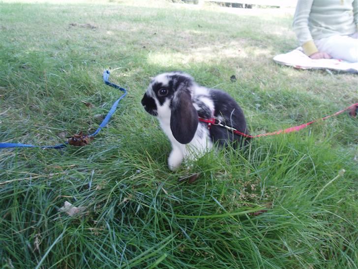 Kanin Plet <3 billede 6