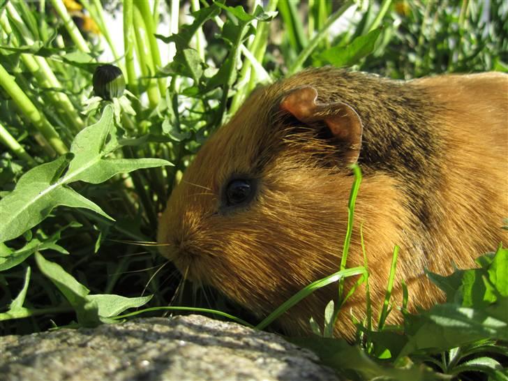 Marsvin Nuser RIP [Himmelgnaver] - hygge i mors blomsterbed :D så behøver hun ikke at fjerne alle de mælkebøtter :D billede 6