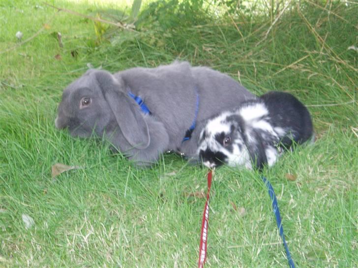 Kanin Plet <3 - Plet og Pølle <3 billede 7