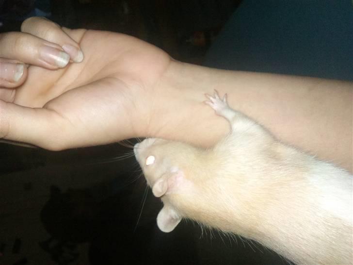 Tamrotte Røde 'R.I.P' billede 1