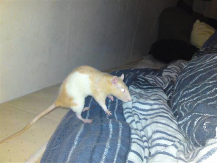 Tamrotte Røde 'R.I.P' billede 2