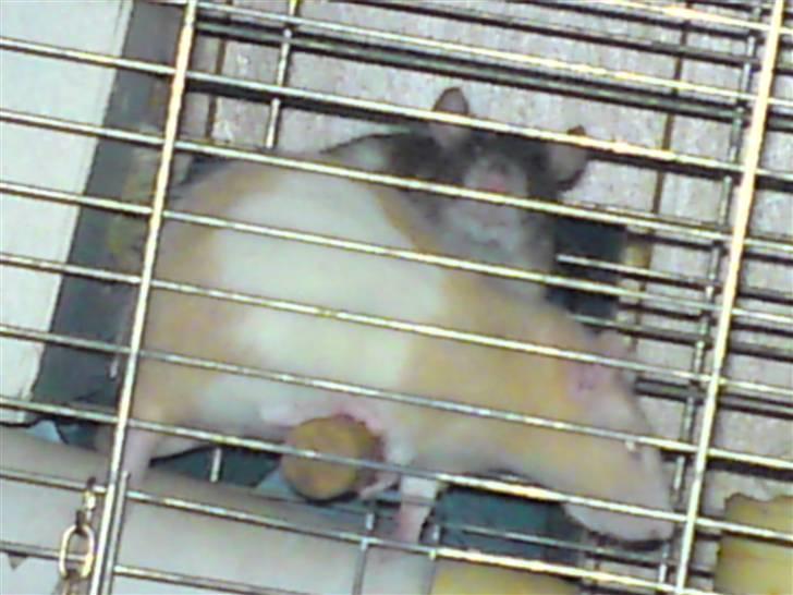 Tamrotte Røde 'R.I.P' billede 3