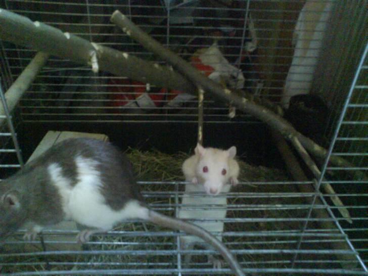 Tamrotte Røde 'R.I.P' billede 4