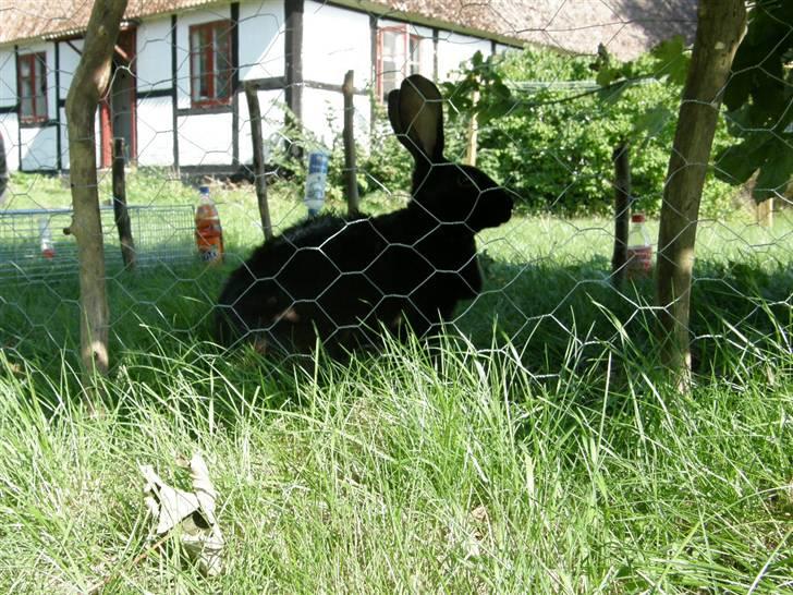 Kanin <3 Blacki <3 Død billede 2