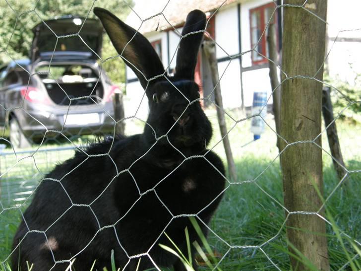 Kanin <3 Blacki <3 Død billede 6