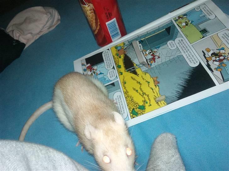 Tamrotte Røde 'R.I.P' billede 6