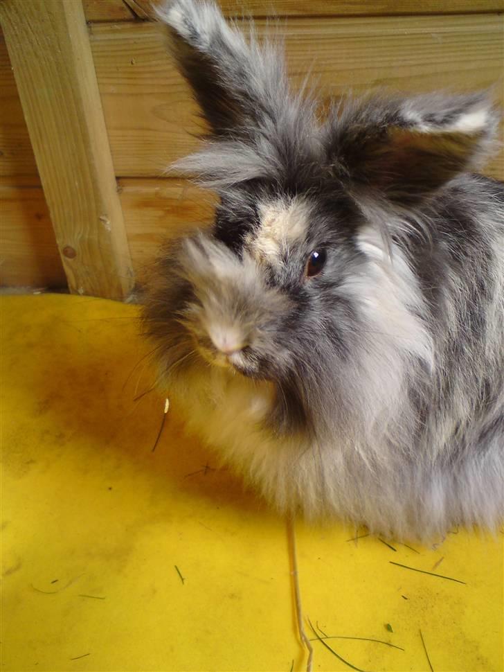 Kanin Holmens Smiley <3 - Velkommen til Smiley`s profil :) billede 1