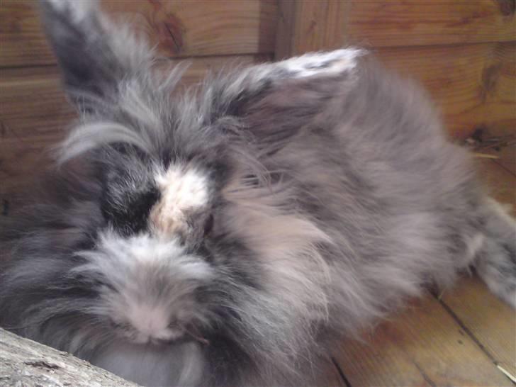 Kanin Holmens Smiley <3 billede 2