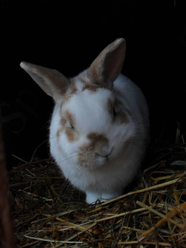 Kanin Plet von Frederik af Hårb - Velkommen til Plets profil :) Elsker ham <3 billede 1