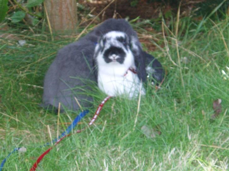 Kanin Plet <3 - Plet og Pølle <3 billede 8