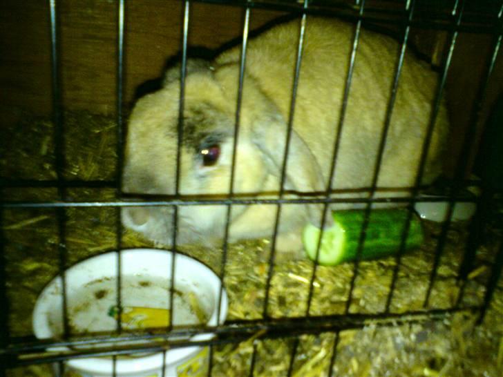 Kanin Mille * R.I.P * - hej med jer. billede 1