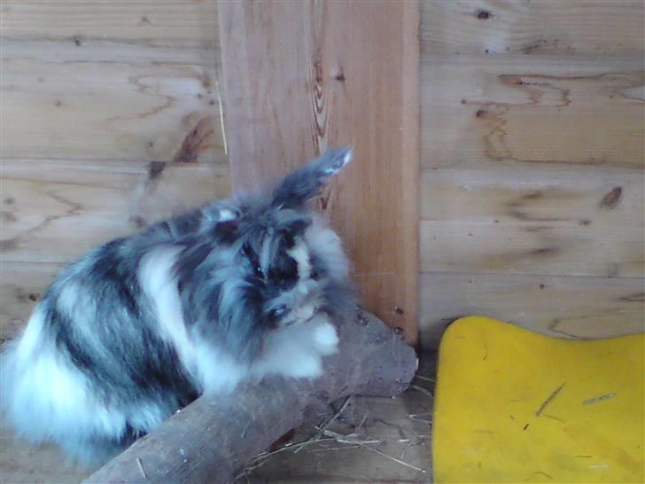 Kanin Holmens Smiley <3 billede 6