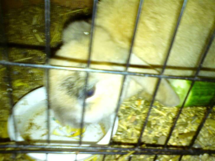 Kanin Mille * R.I.P * - tørstig efter man har sprunget billede 2