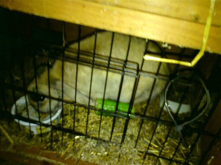 Kanin Mille * R.I.P * billede 3