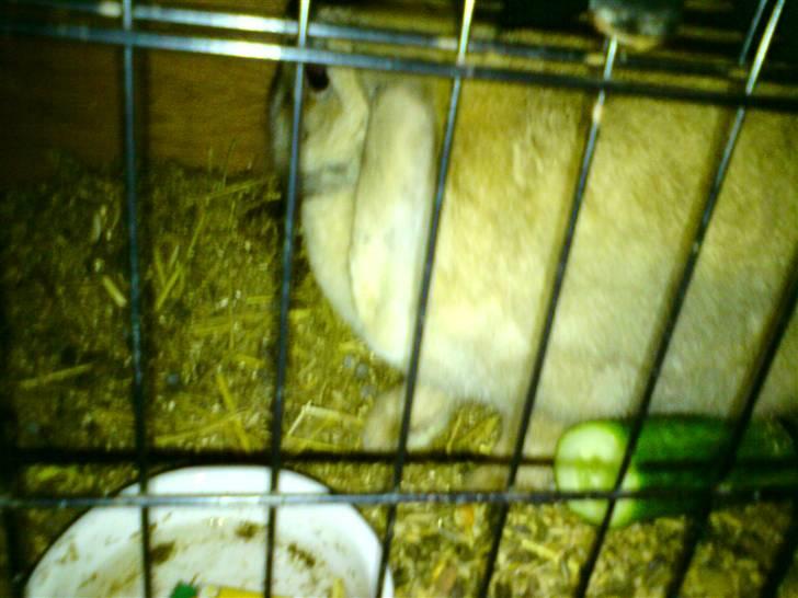 Kanin Mille * R.I.P * billede 4