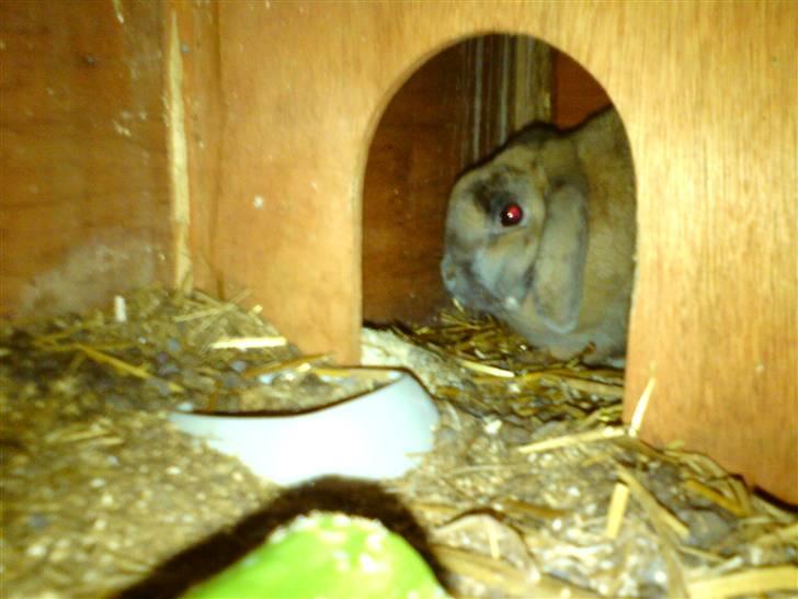 Kanin Mille * R.I.P * billede 5