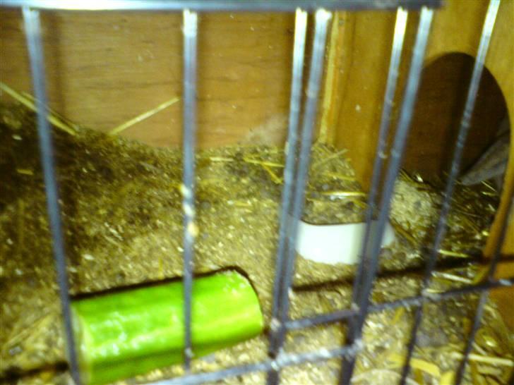 Kanin Mille * R.I.P * billede 6