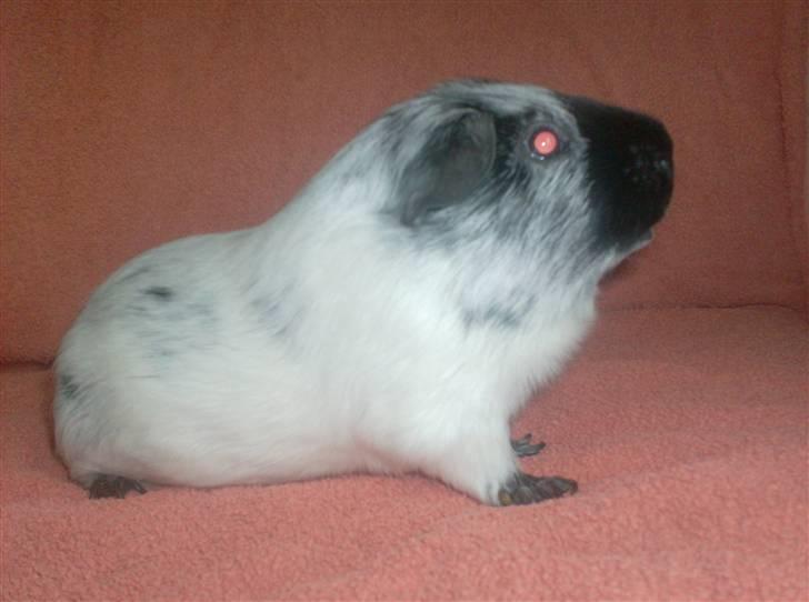 Marsvin **Lillepus** - R.I.P billede 1