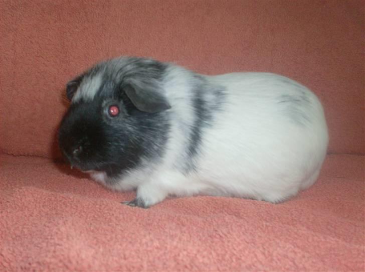 Marsvin **Lillepus** - R.I.P billede 2
