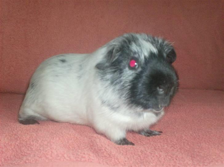 Marsvin **Lillepus** - R.I.P billede 3