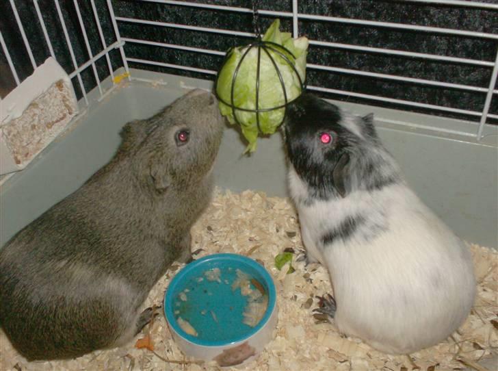 Marsvin **Lillepus** - R.I.P - Ældre billede, DENGANG Lillepus og Mussi kunne enes ;-) billede 4