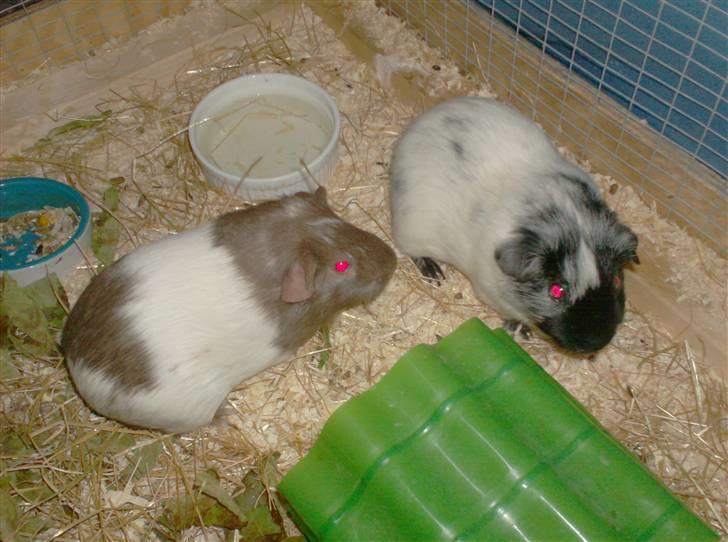 Marsvin **Lillepus** - R.I.P - Lillepus og hans kæreste Tara.  billede 5