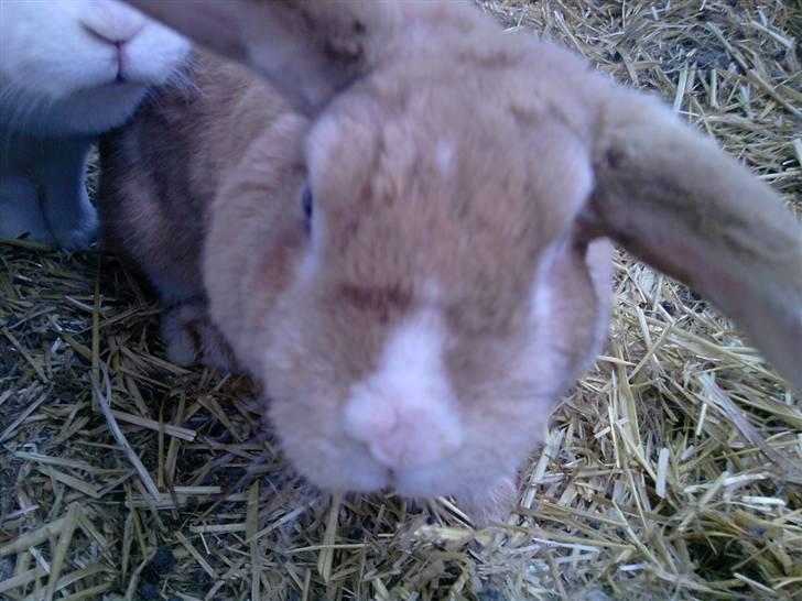 Kanin Tissie *død* :'( billede 9
