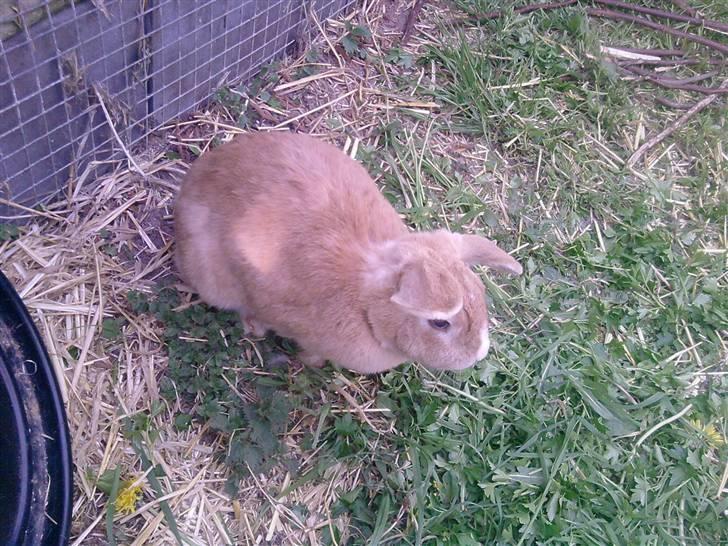 Kanin Tissie *død* :'( billede 10