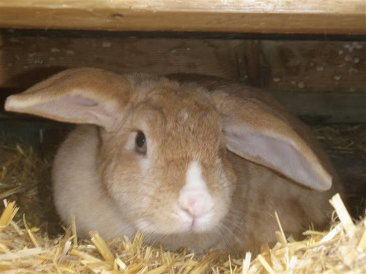 Kanin Tissie *død* :'( billede 11