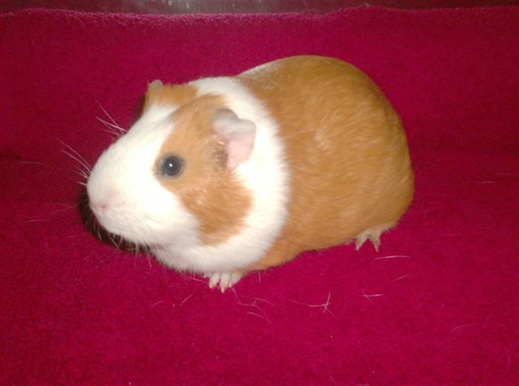 Marsvin **Johar** billede 1